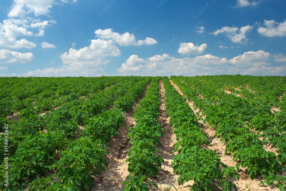 Beautiful landscape with field of potatos and cloudy blue sky.