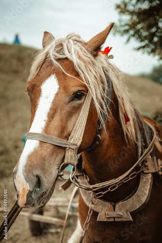 Closeup of a horse eating grass - aged photo vintage look © sushytska