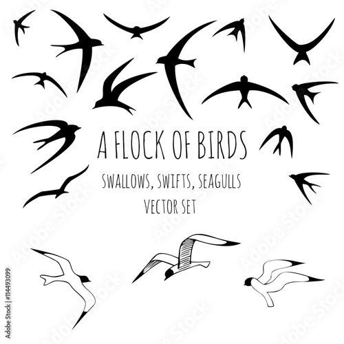 Flock of birds. Swallows, swifts, seagulls. Hand drawn vector set. 