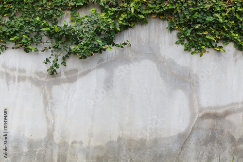 cement wall texture and green leaf Ivy