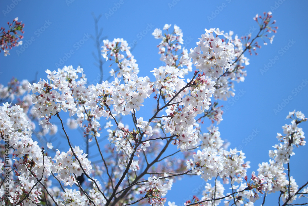 Cheery blossom, Kyoto, Japan Cheery blossom, Kyoto, Japan
