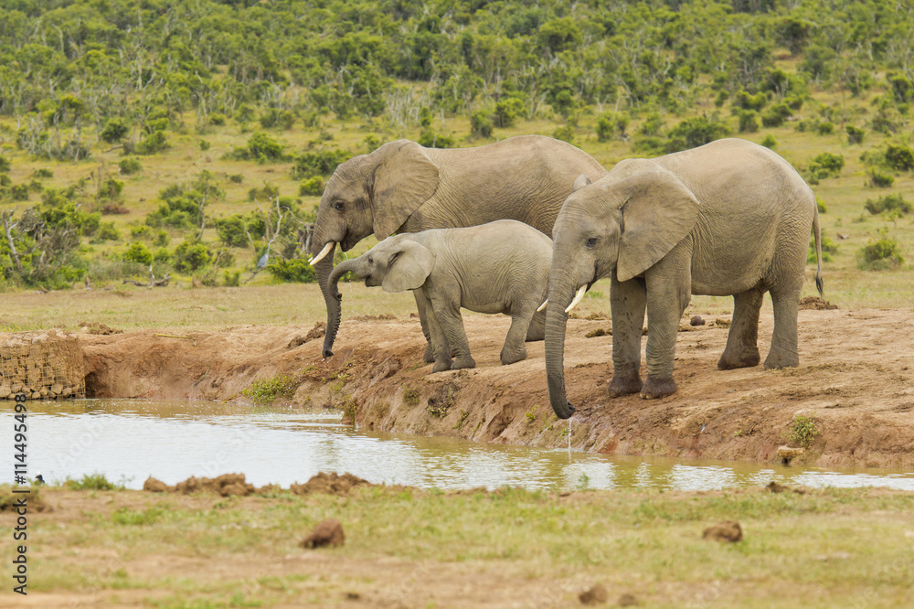 Elephants drinking at a water hole