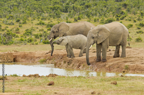 Elephants drinking at a water hole