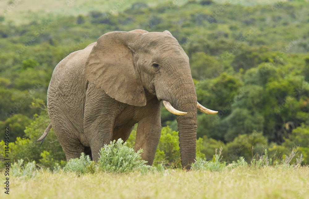 Fototapeta premium Large elephant walking in long grass