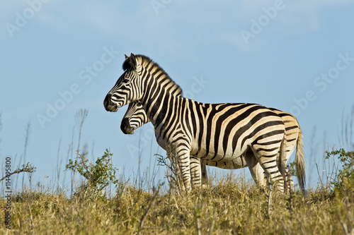 Two zebras © bondsza