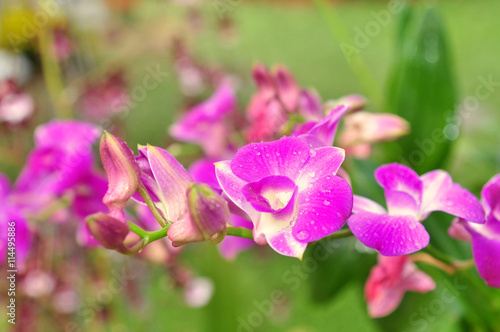 Violet orchid flower in a park