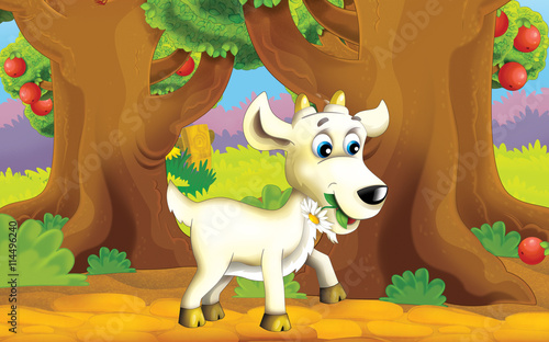 Fototapeta Naklejka Na Ścianę i Meble -  Cartoon farm scene with animal - goat -  illustration for children