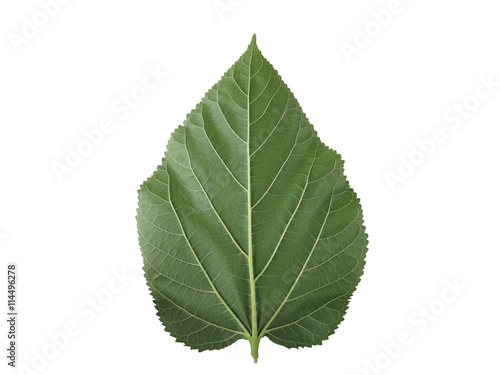 Mulberry leaf.