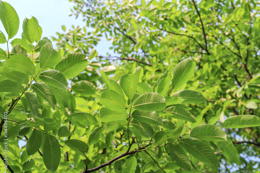 Walnut tree branch with green leaves Walnut tree branch with green leaves