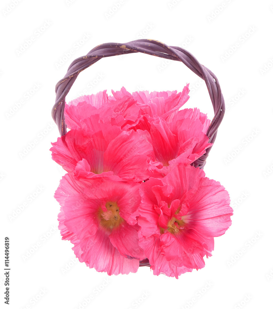 Beautiful decorating hollyhock flowers /Althaea officinalis/ in basket isolated white background Beautiful decorating hollyhock flowers /Althaea officinalis/ in basket isolated white background