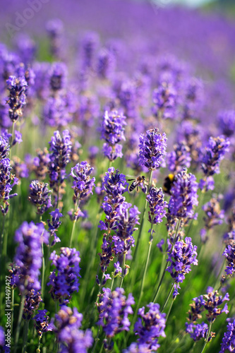 Lavender plantation © JanStieg