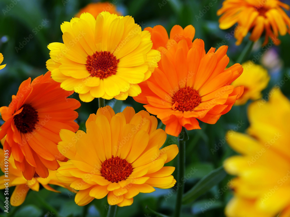 Ringelblumen Ringelblumen
