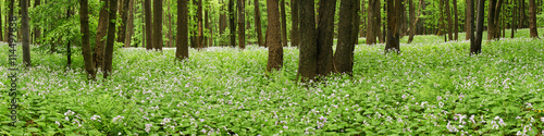 Flowers on forest floor in panorama