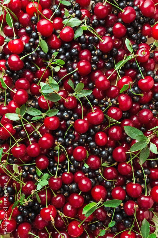 Fresh berries of cherry and black currant Fresh berries of cherry and black currant