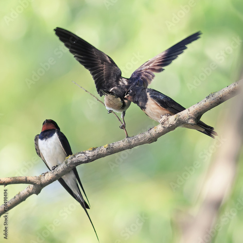 bird swallow and two Chicks sitting on a branch on the shore in the summer