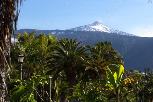 Landscape with palm tree. Phoenix dactylifera, Tenerife, La orotava view.