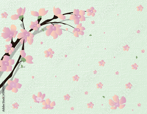 Cherry Vector blossom tree. Japanese cherry tree with flying petals on colorf...