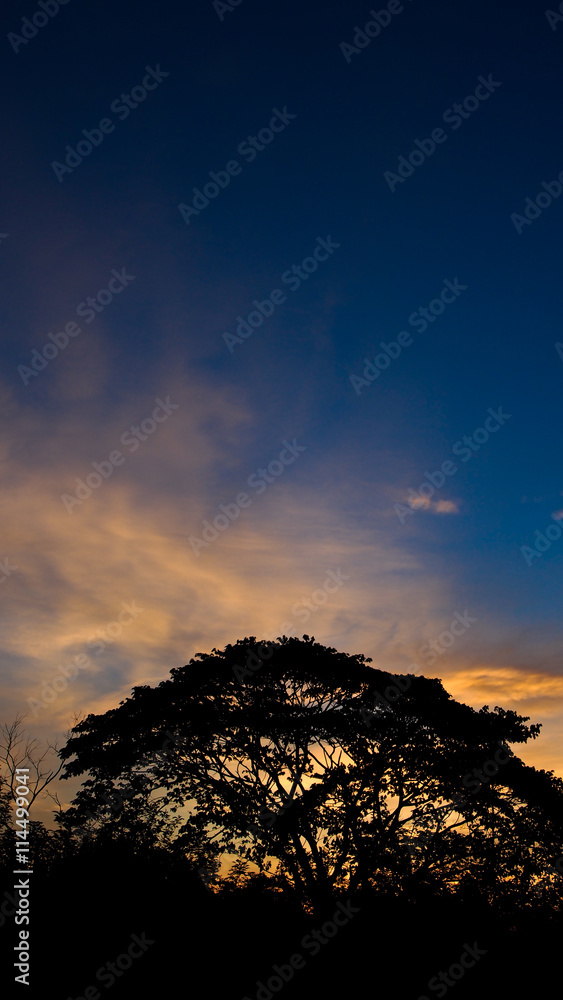 Big Tree in Twilight