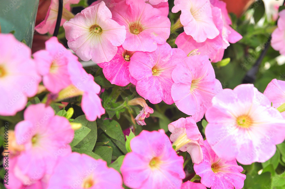 Purple petunia flower