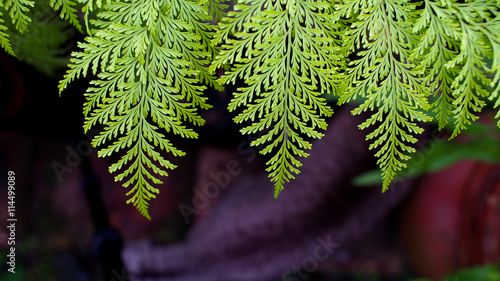 Fern Leaves photo