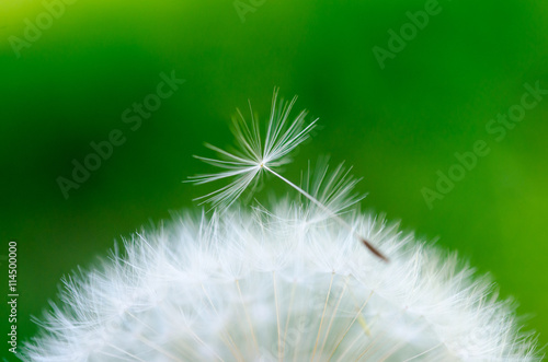 Close-up photo of a ripe dandelion