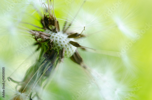 Close-up photo of ripe dandelion