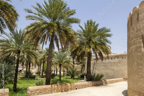 Palm grove in Nizwa gardens