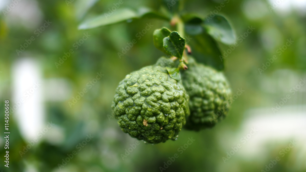 Kaffir Lime Kaffir Lime