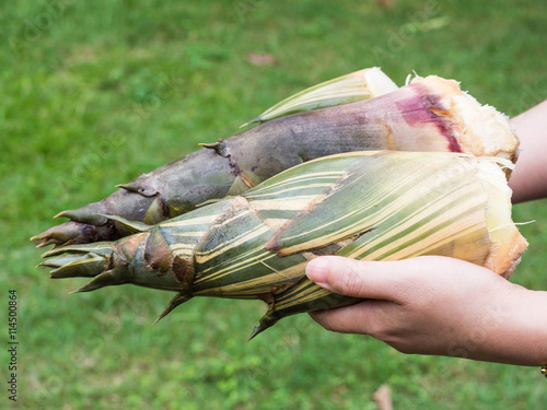 bamboo shoot in hand