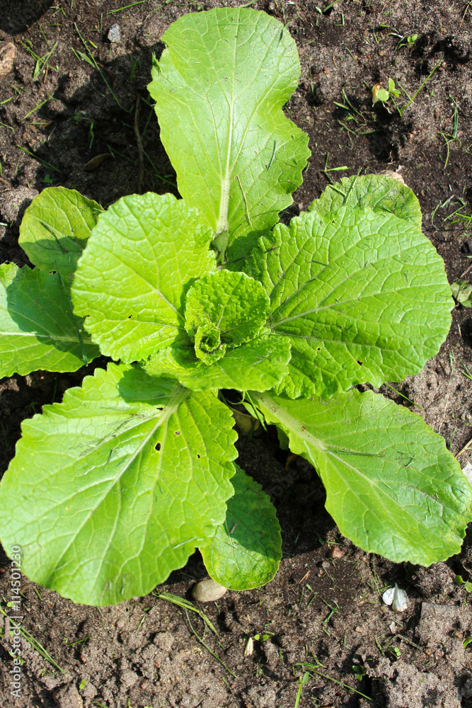 Cabbage Cabbage