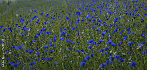 Summer background, blue cornflower background, blue grass field, summer time. Beautiful wildflowers cornflowers