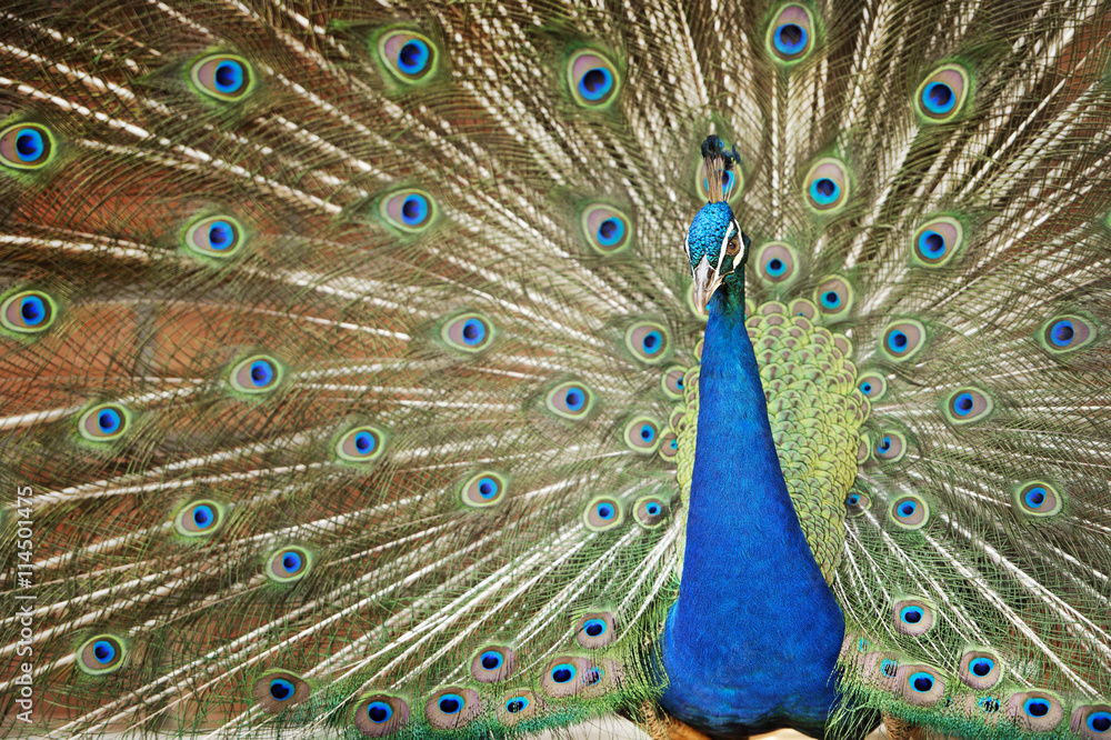 Fototapeta premium Peacock feathers