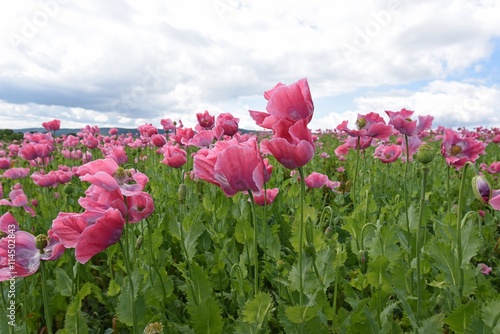 Schlafmohn photo