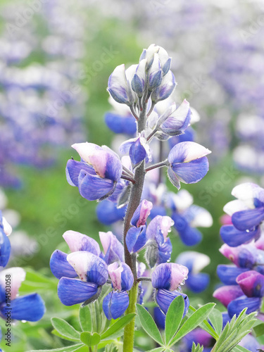 Lupine in Island photo