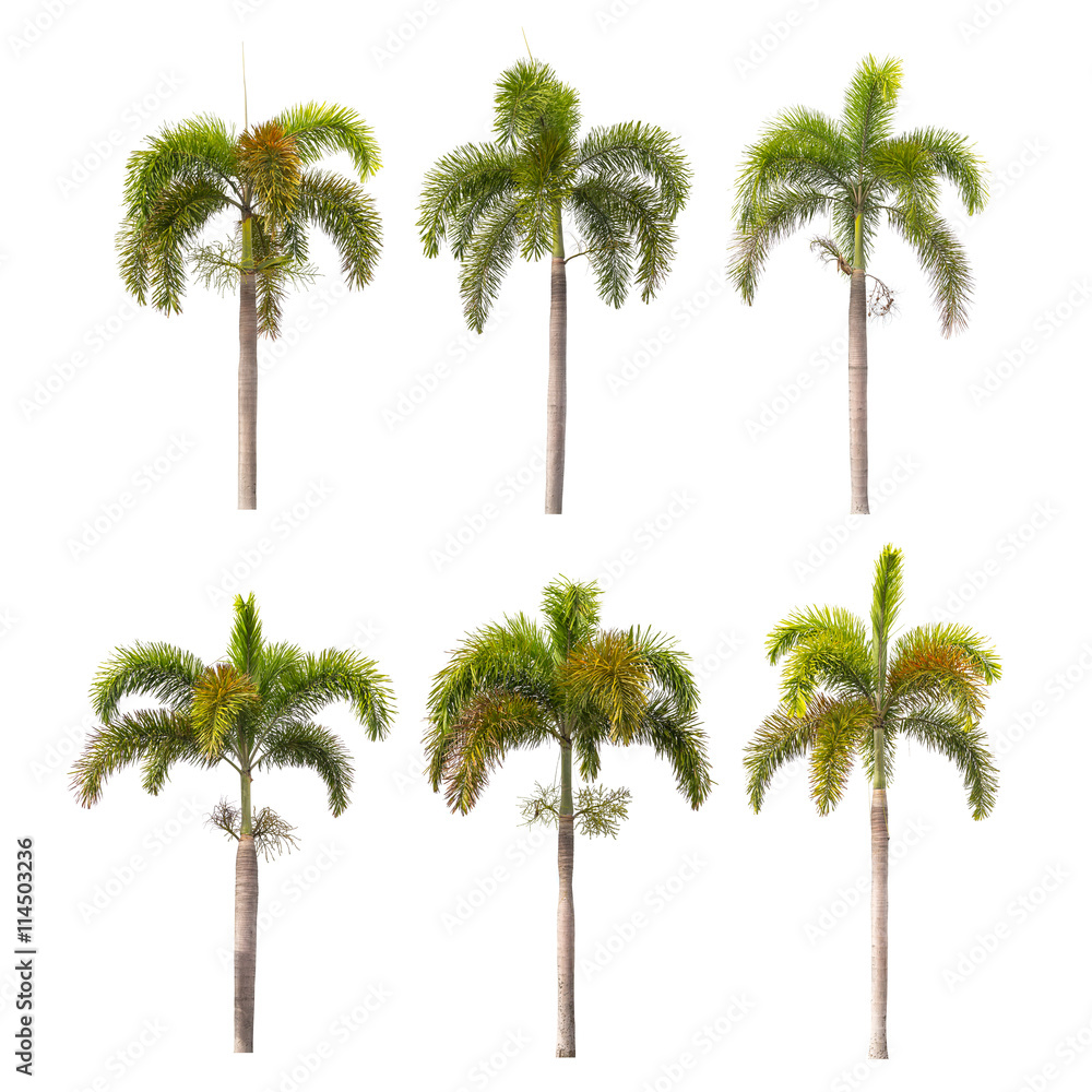 Fototapeta premium palm trees isolated on white