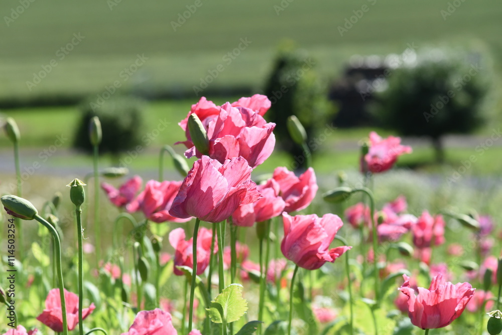 Schlafmohnblüten Schlafmohnblüten