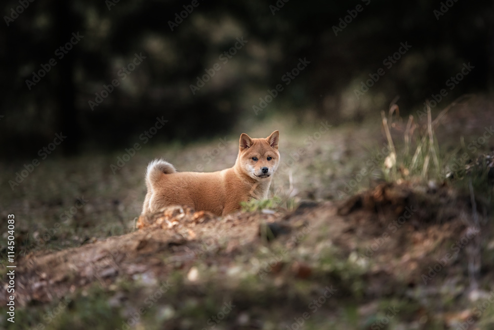 Obraz premium Beautiful Young Red Shiba Inu Puppy Dog