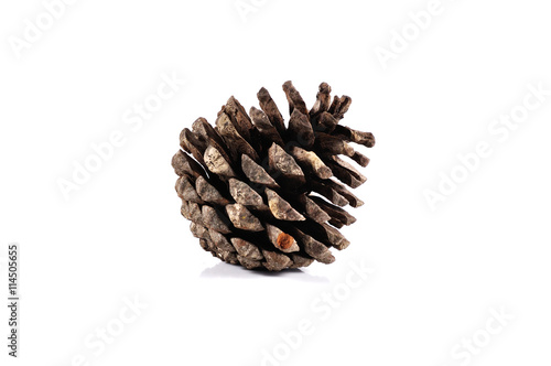 pine cones close up isolated on white background.