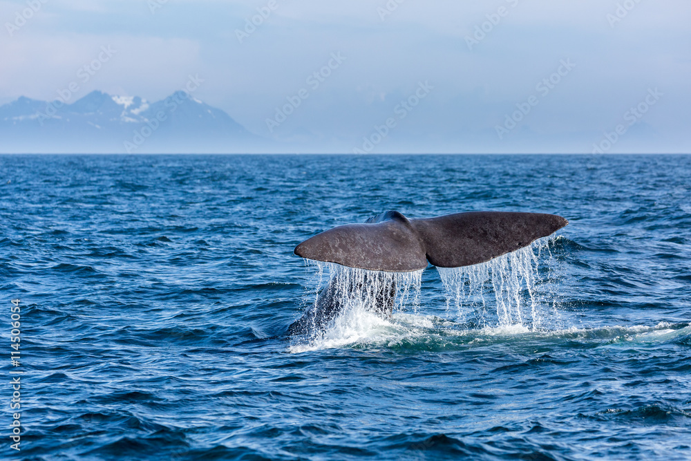 Naklejka premium The sperm whale tail with water spray in the ocean, Norway, mountains in the background
