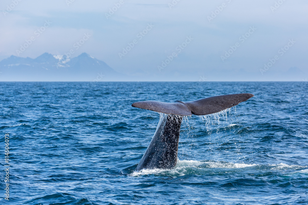 Naklejka premium The sperm whale tail with water spray in the ocean, Norway