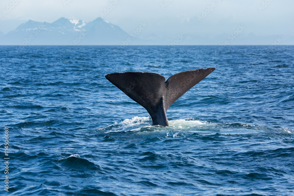 Fototapeta premium The sperm whale tail in the ocean, Norway