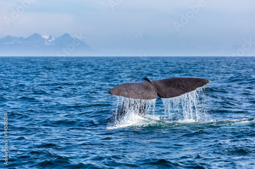 The sperm whale tail with water spray in the ocean, Norway, mountains in the background