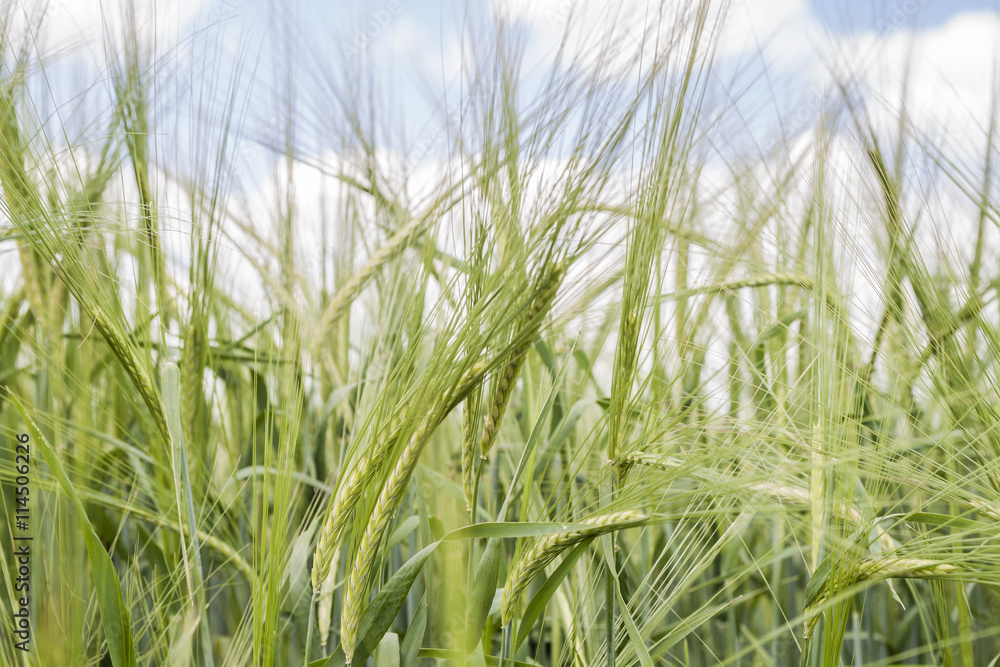 Obraz premium agriculture 2