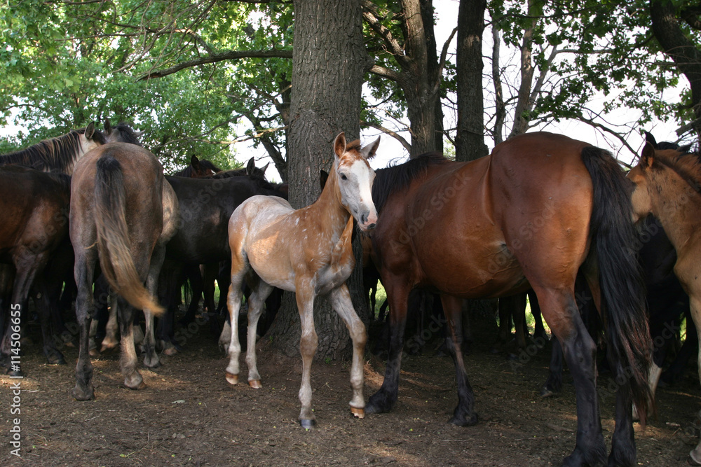 horse horse