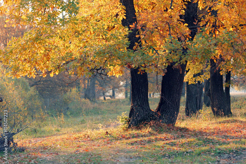 Autumn in the oak grove