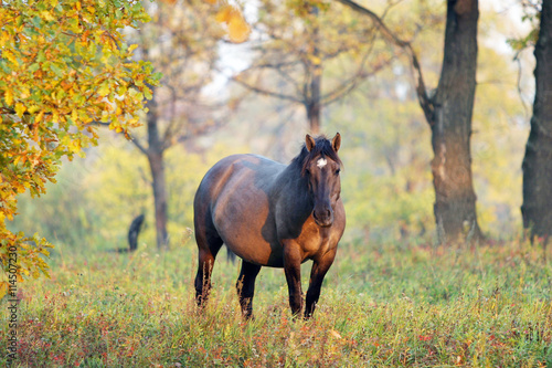 Fototapeta Naklejka Na Ścianę i Meble -  Horse in the autumn forest