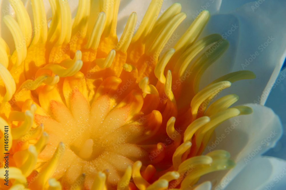 water lily water lily