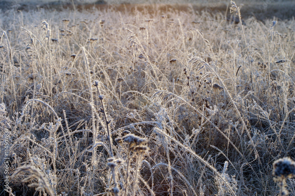 Fototapeta premium szron na trawie