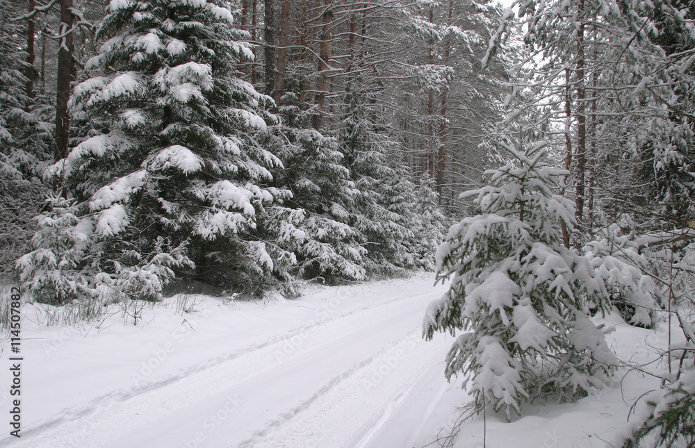 Winter road in the forest Winter road in the forest