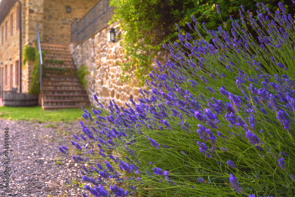 Naklejka premium Beautiful lavender with peasant house in the background.